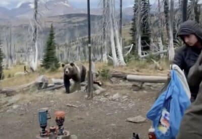 Grizzly bear wanders into camp kitchen @ Glacier National Park.