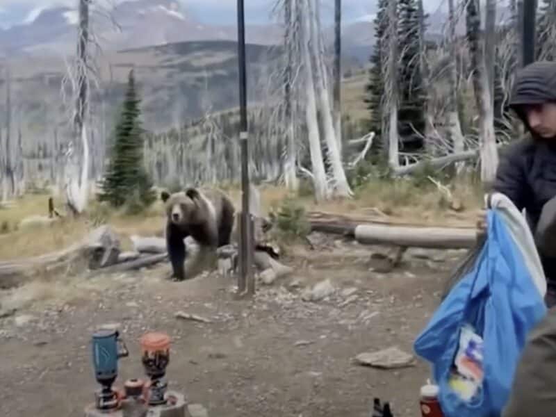 Grizzly bear wanders into camp kitchen @ Glacier National Park.
