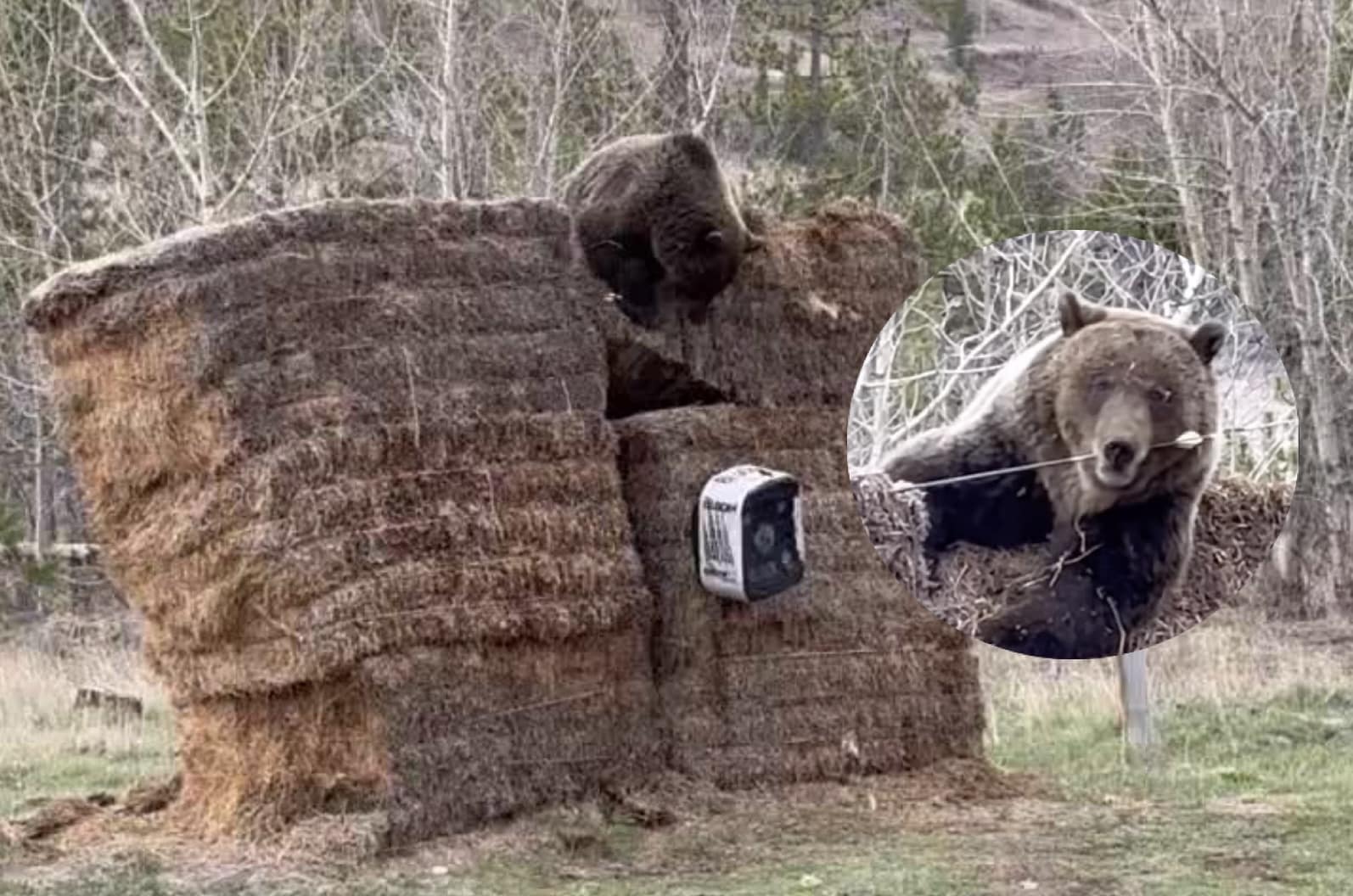 Yellowstone Grizzly Seems Intent On Destroying Dude Ranch Archery Range