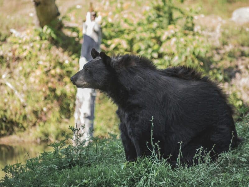Black bears exit hibernation in the spring.
