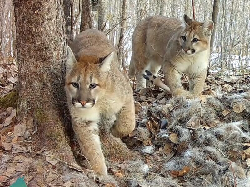 Minnesota Mountain Lion With Kittens