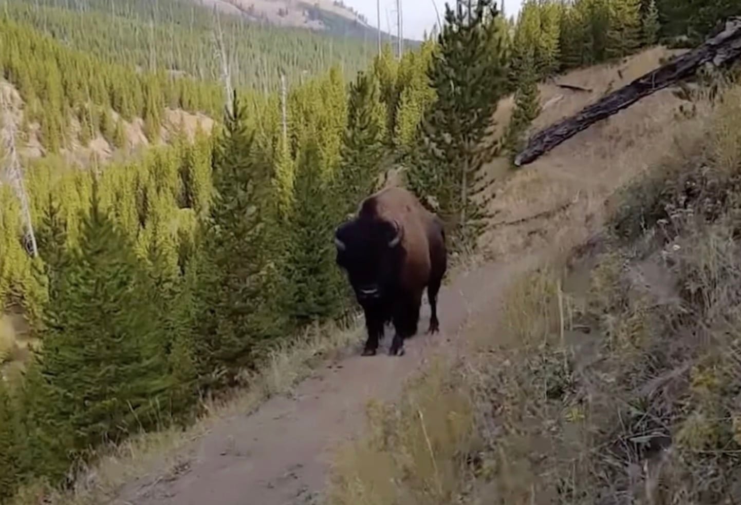 A Lesson in Hiking Trail Etiquette: What Happens When a Bison Refuses to Budge