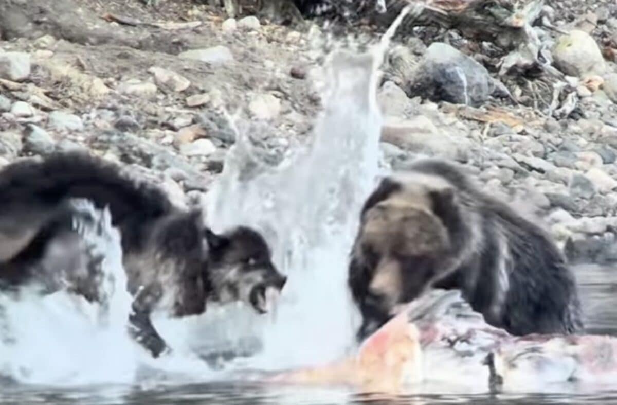 Wolf vs Grizzly @ Yellowstone National Park