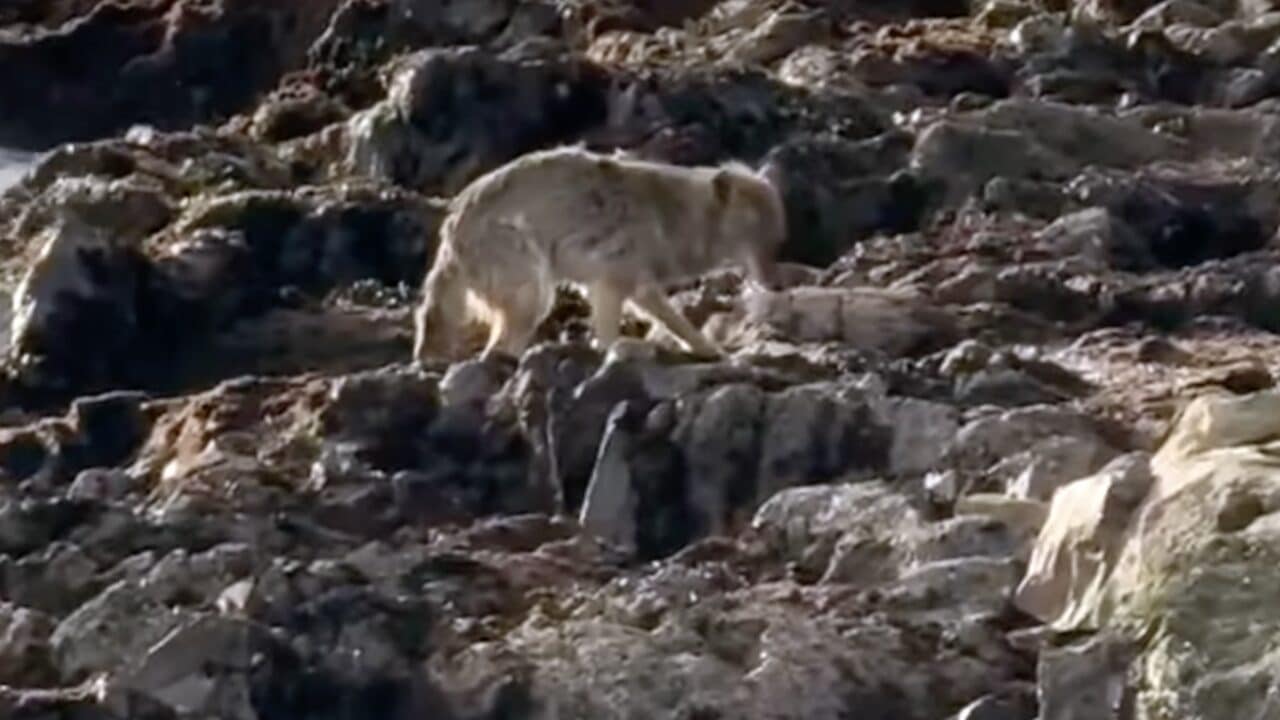 Viral Alcatraz Coyote.