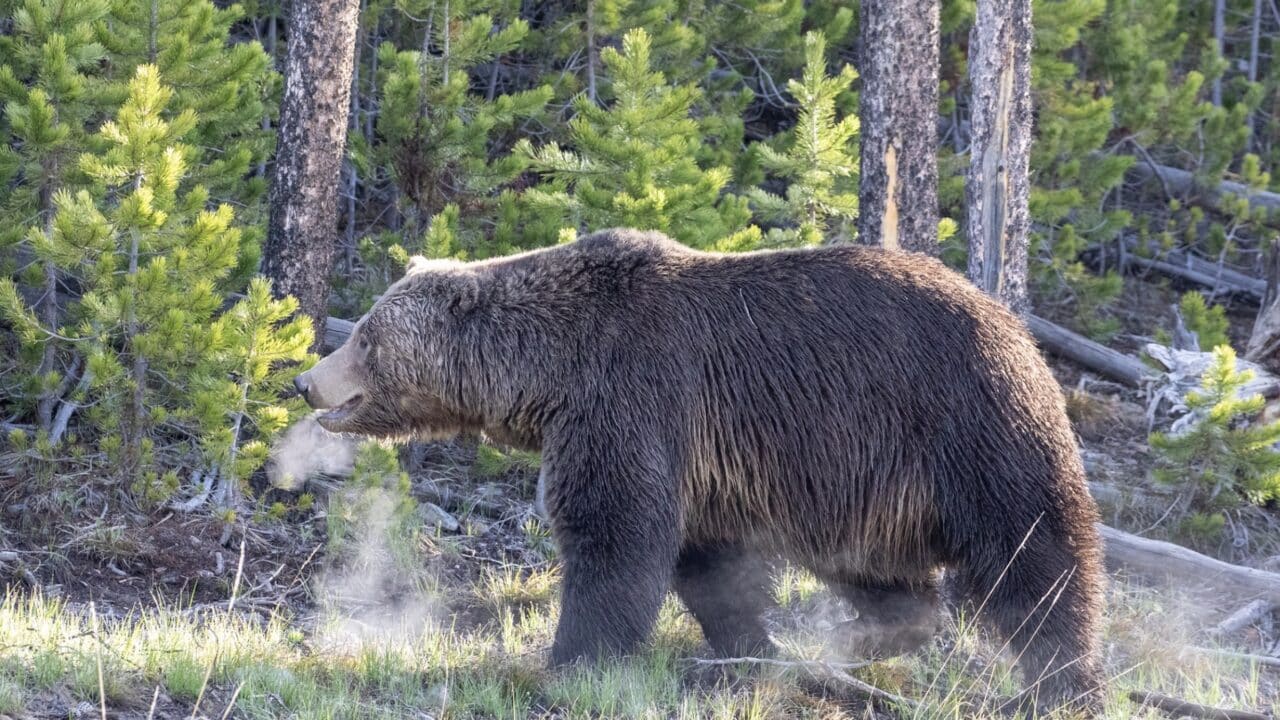 Grizzly bear in Yosemite National Park.
