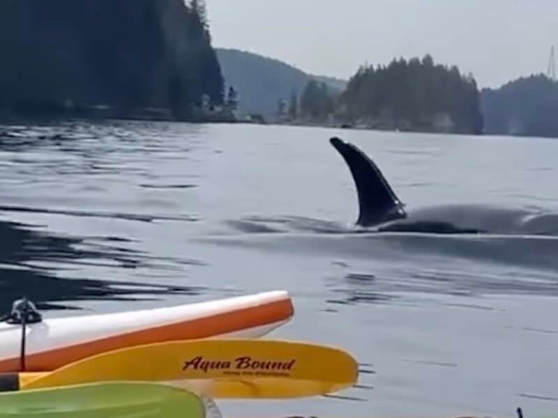 Orcas near Vancouver.