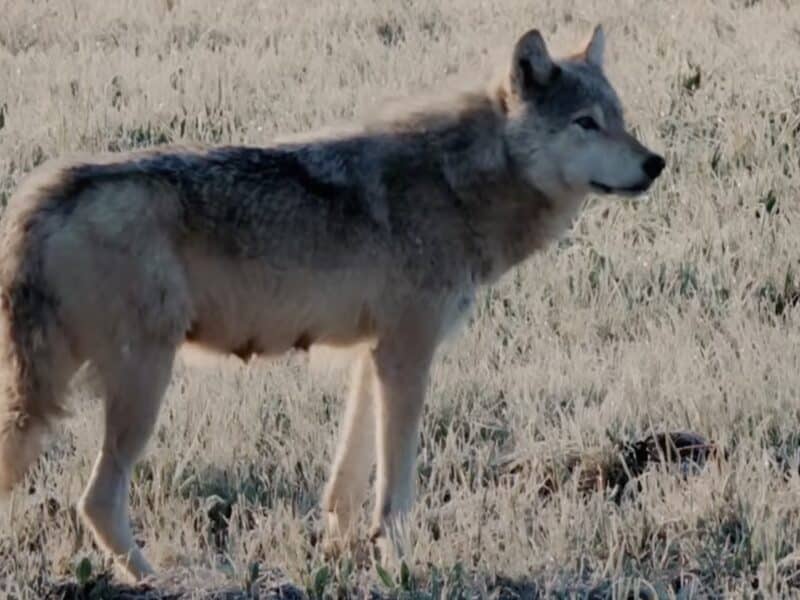 Colorado wolf reintroduction program.