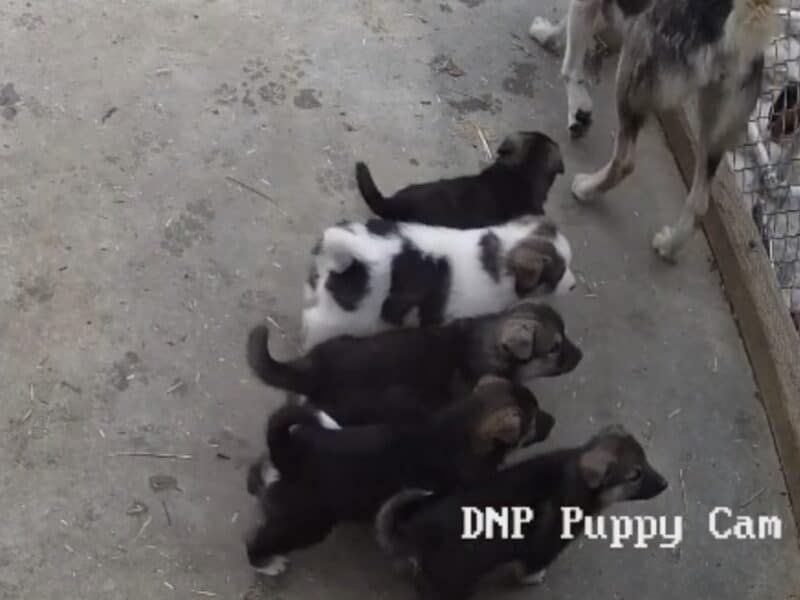 Denali National Park's 5 new sled dog puppies.