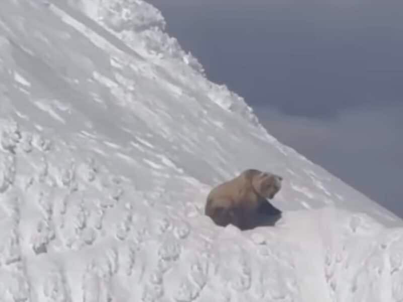 Grizzly bear sits atop Alaska stratovolcano.