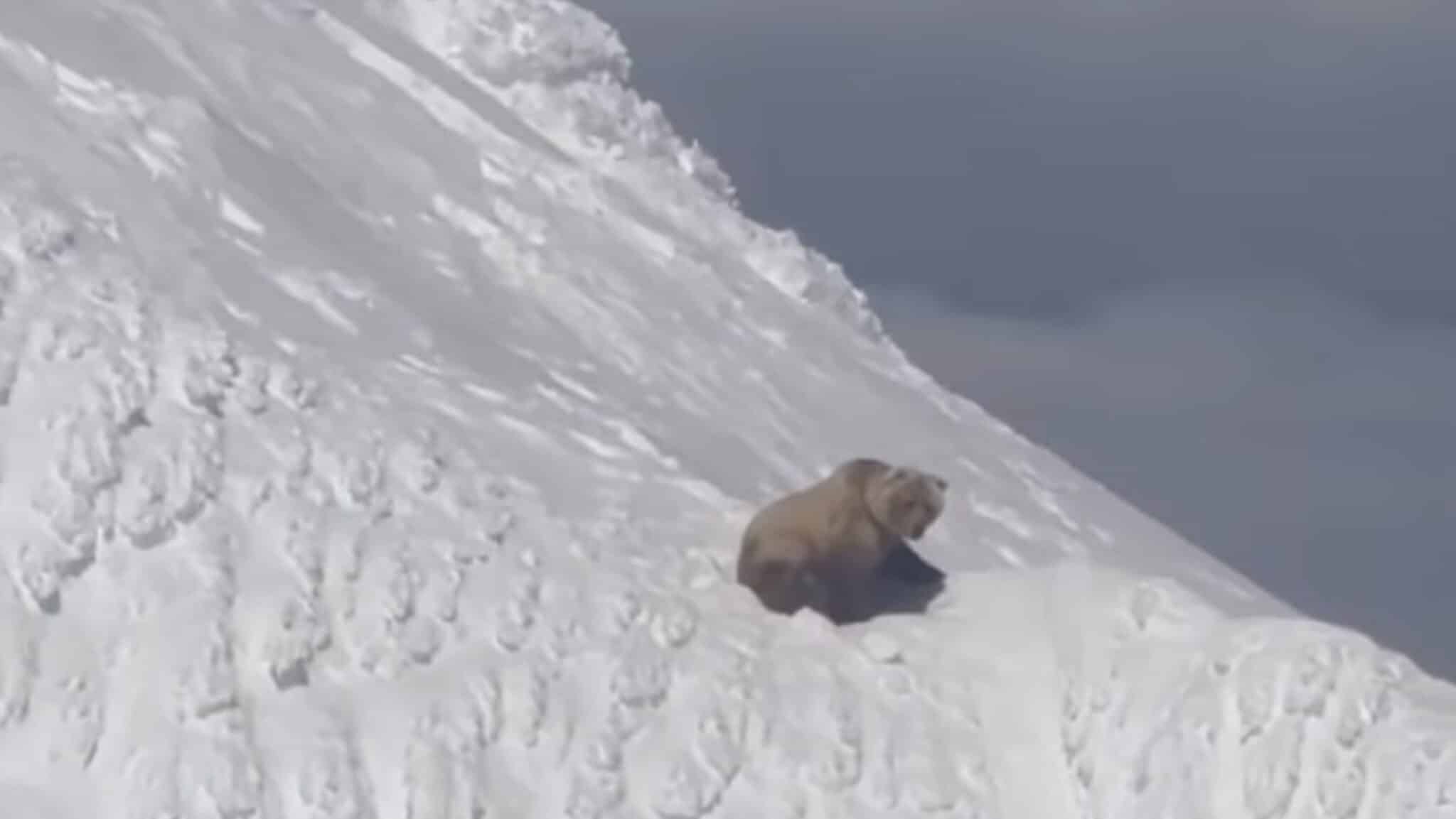 Grizzly Bear Spotted Relaxing Near Stratovolcano Summit In Alaska