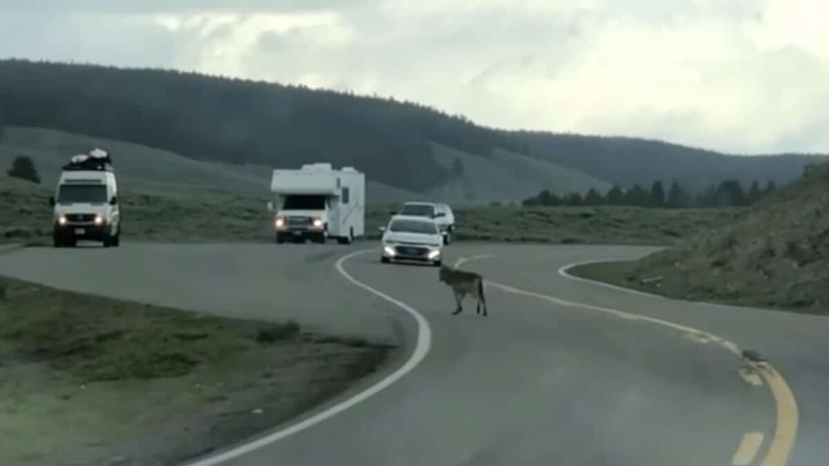 Slow Down in National Parks: Wildlife and Human Lives Depend On It