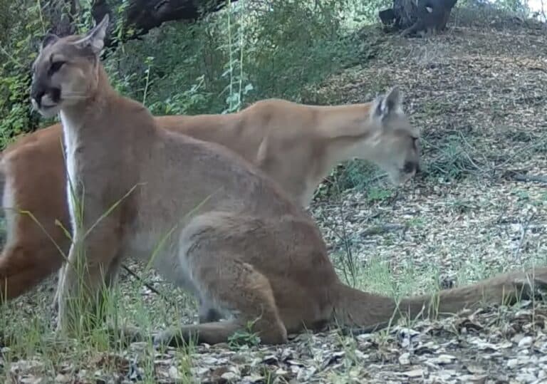 Mountain lion family @ Angeles National Forest