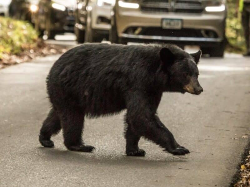 Black Bear @ Great Smoky National Park