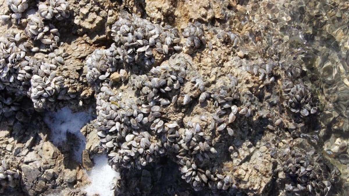 Colorado River Zebra Mussel Spread Continues as CPW Ramps Up 2026 Monitoring