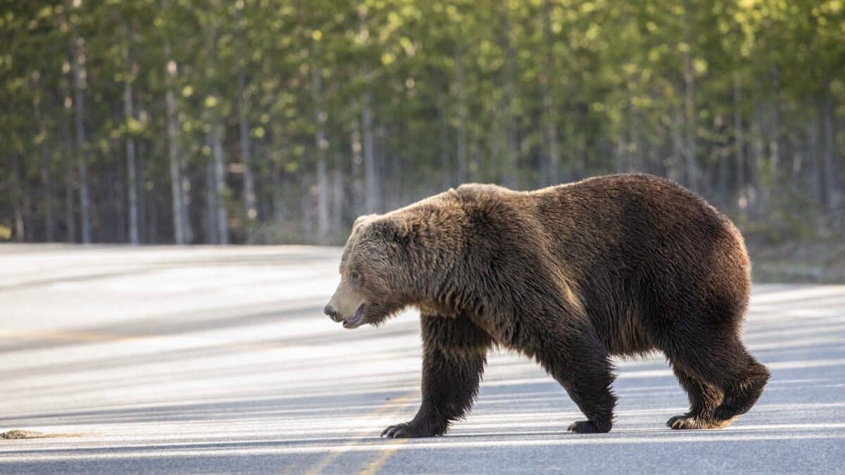 National Park Service Issues Bear Safety Reminder Ahead of Peak Season