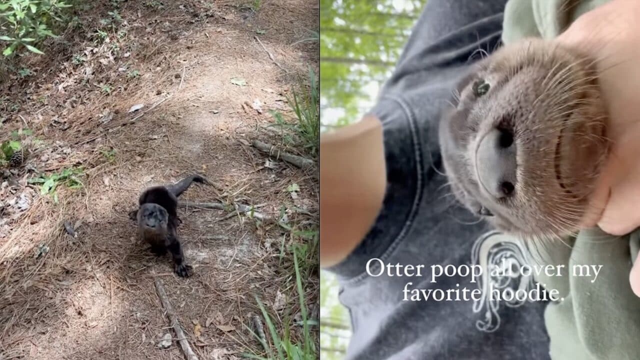 Otter rescue in South Carolina.