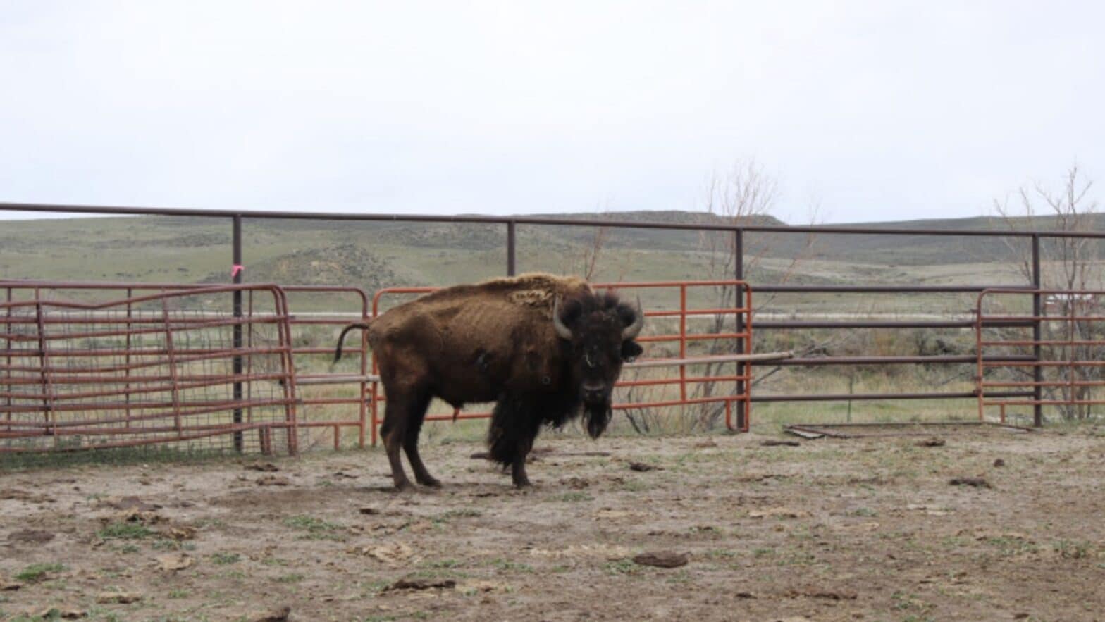 90 Bison Seized from Colorado Ranch in Animal Cruelty Investigation ...