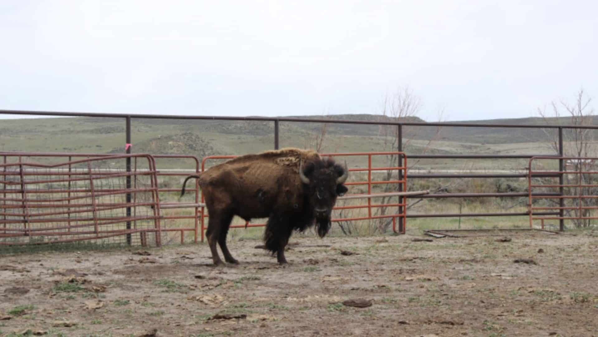 Bison at Lay Valley Bison Ranch.