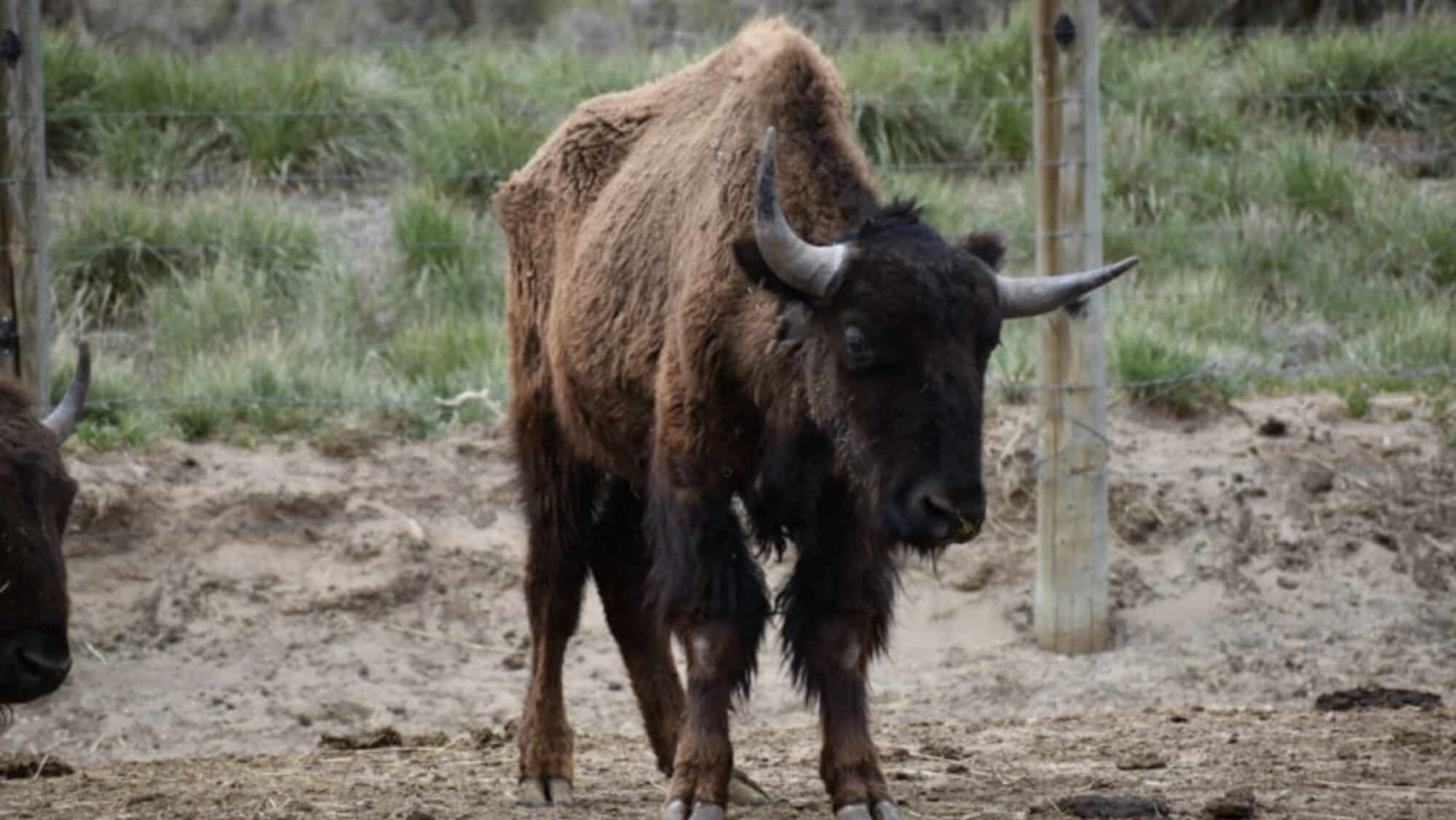 90 Bison Seized from Colorado Ranch in Animal Cruelty Investigation ...