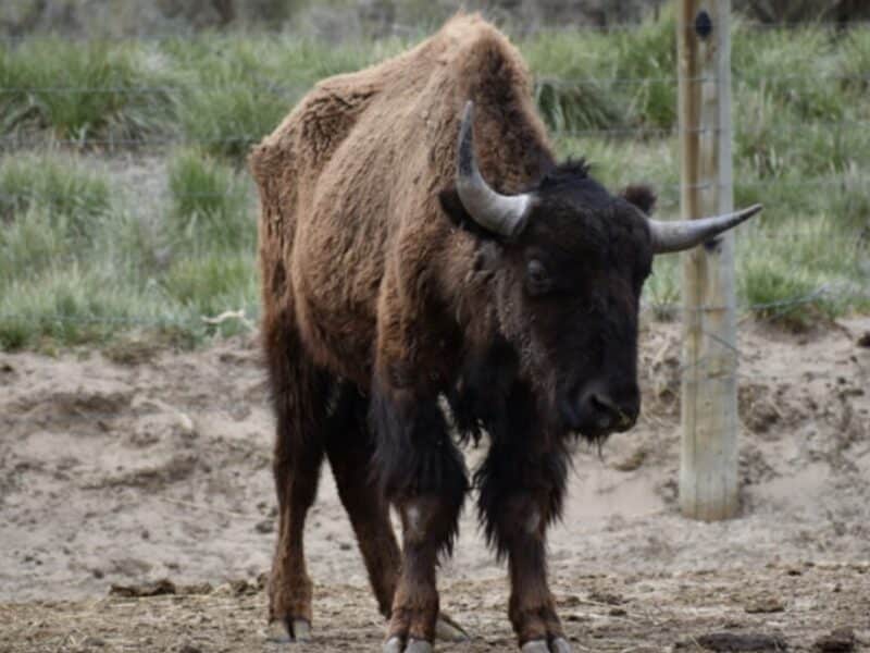 Bison at Lay Valley Bison Ranch.