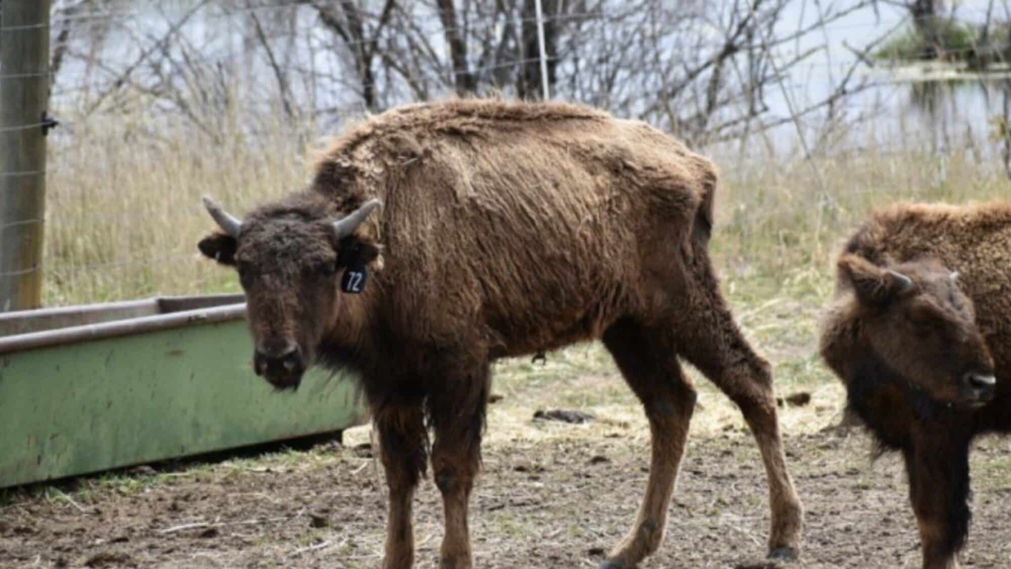 90 Bison Seized from Colorado Ranch in Animal Cruelty Investigation ...