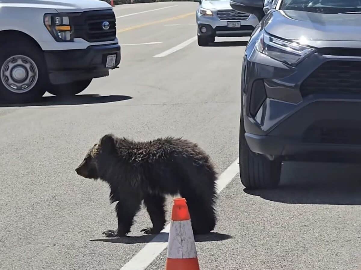 Baby grizzly @ Grand Teton National Park