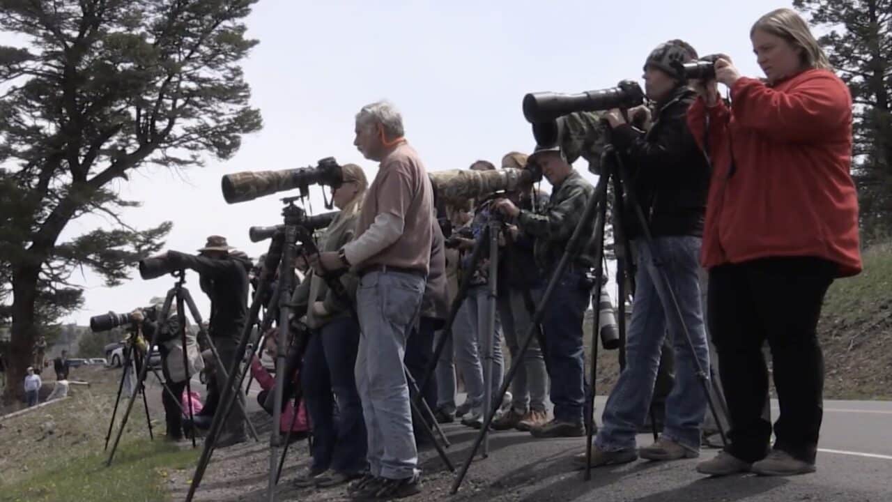 Wildlife viewing can quickly create bear jams if done irresponsibly.