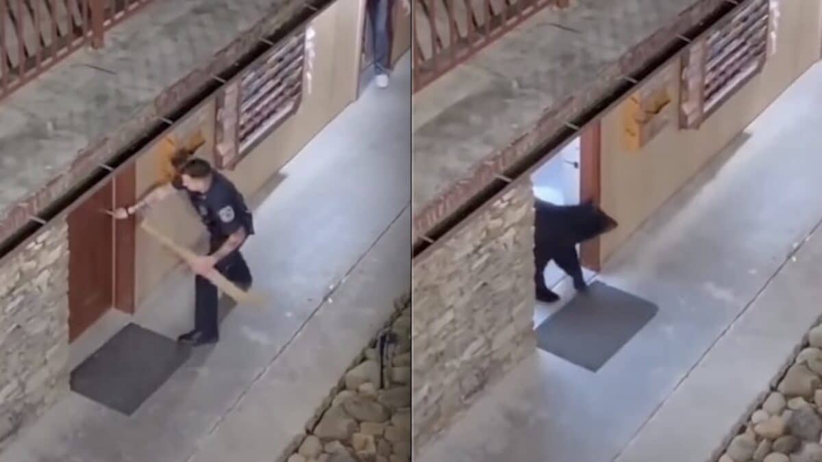 Cop frees black bear from hotel bathroom in Tennessee.