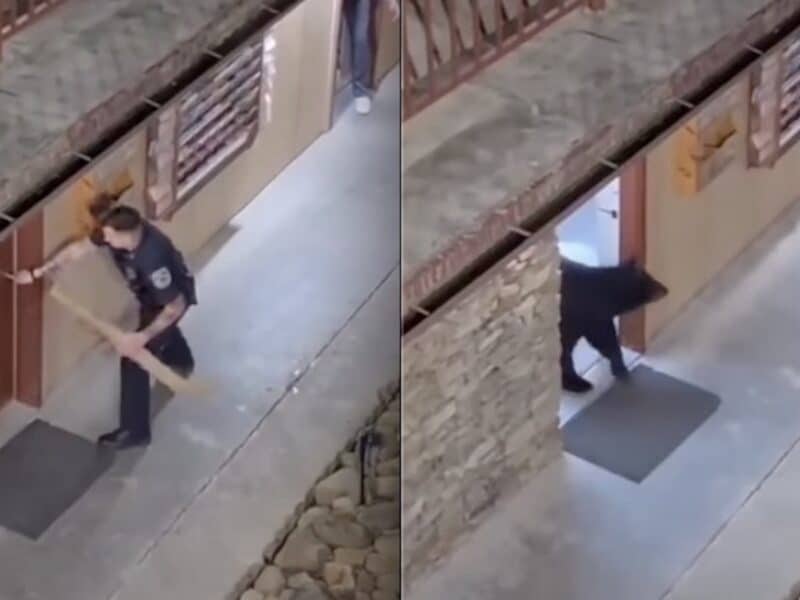 Cop frees black bear from hotel bathroom in Tennessee.