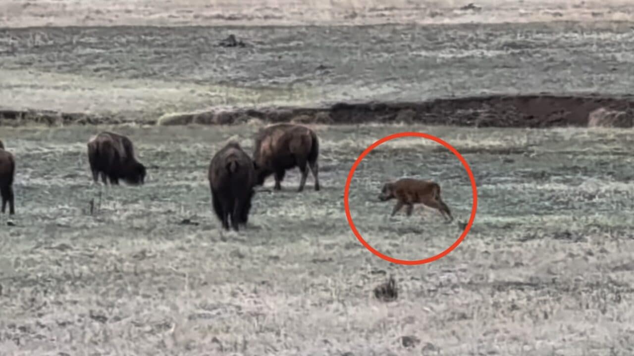 Adorable bison calf shows off it's speed.