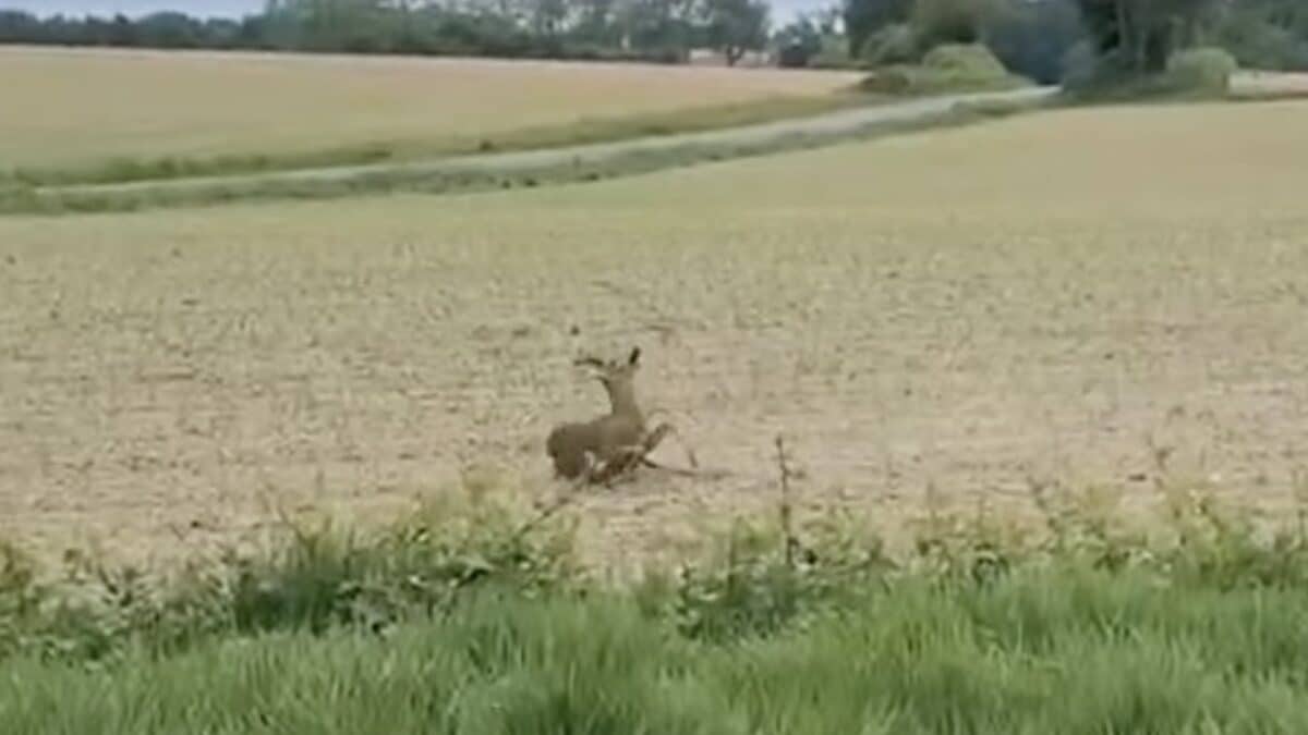 French Authorities Warn of Drunk & Disoriented Wildlife on Spring Roads