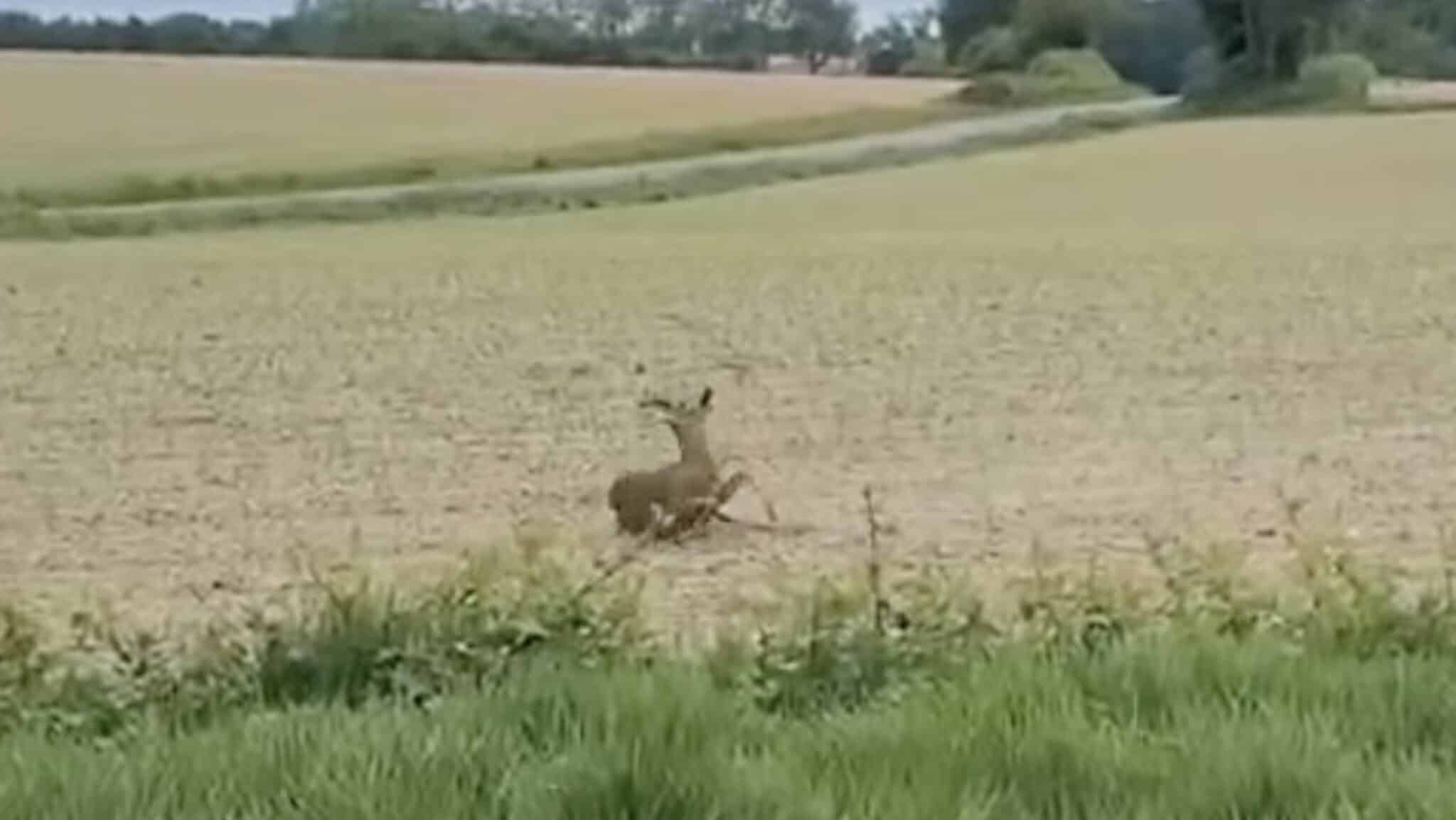French Authorities Warn of Drunk & Disoriented Wildlife on Spring Roads