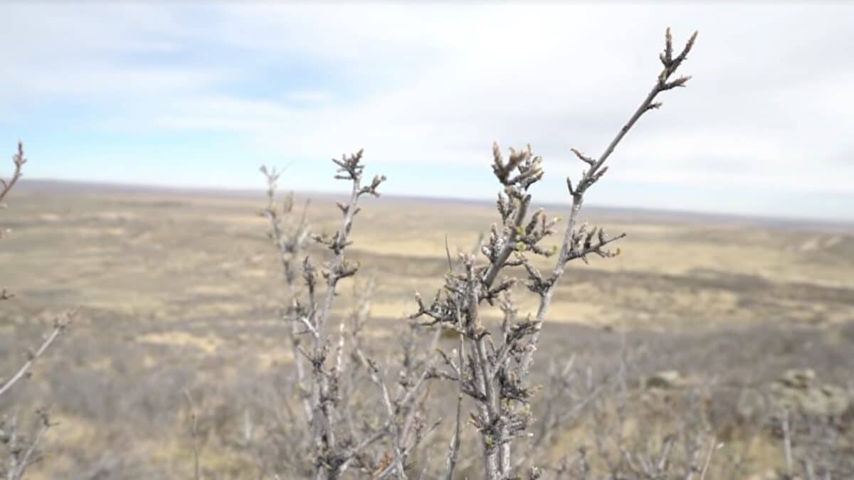 Chocolate for Mule Deer.