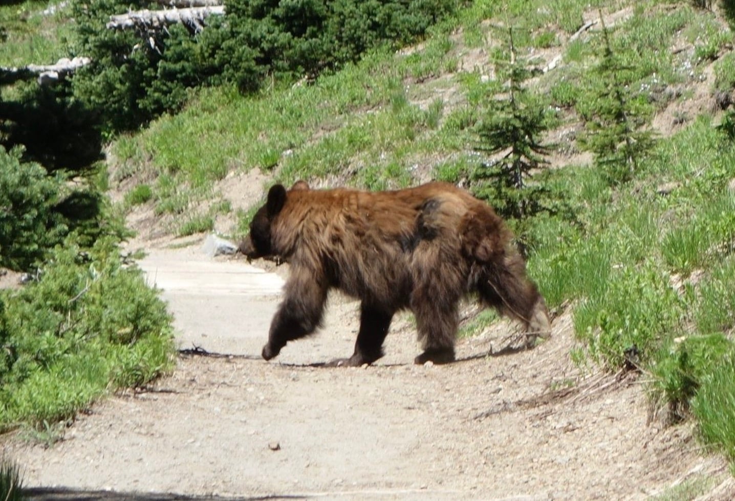 Park Ranger Collides With Bear Prompting Trail Closures @ Mount Rainier National Park