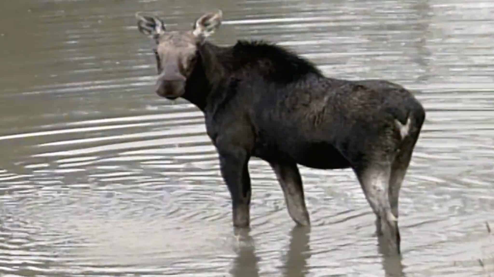 New Hampshire Officials Warn Drivers as Peak Moose Collision Season Begins