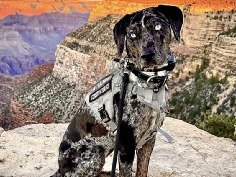"Blue," Grand Canyon National Park Conservation K9 officially began work in May 2026
