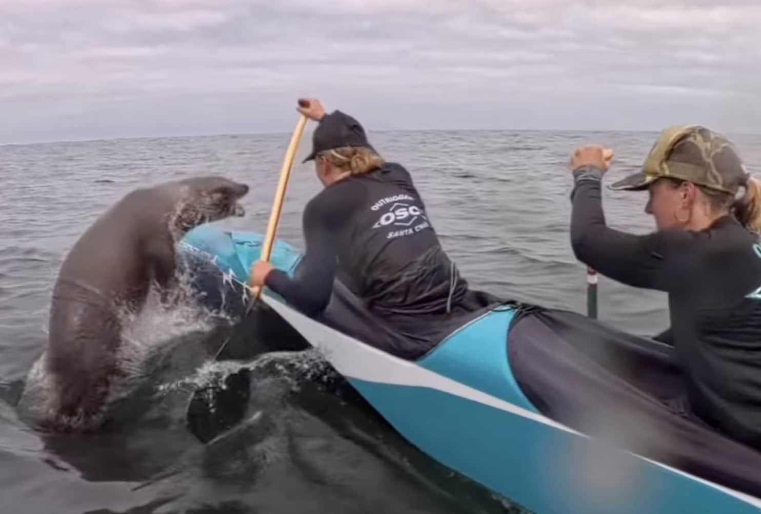 Sea Lion Snaps At Canoe Racers In California