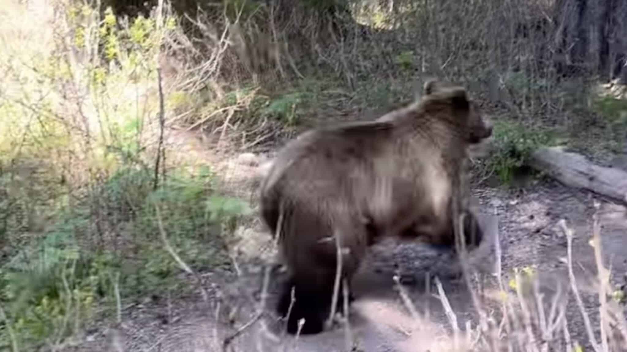 Close-Up Grizzly Encounter Shows What Not to Do While Visiting Glacier National Park