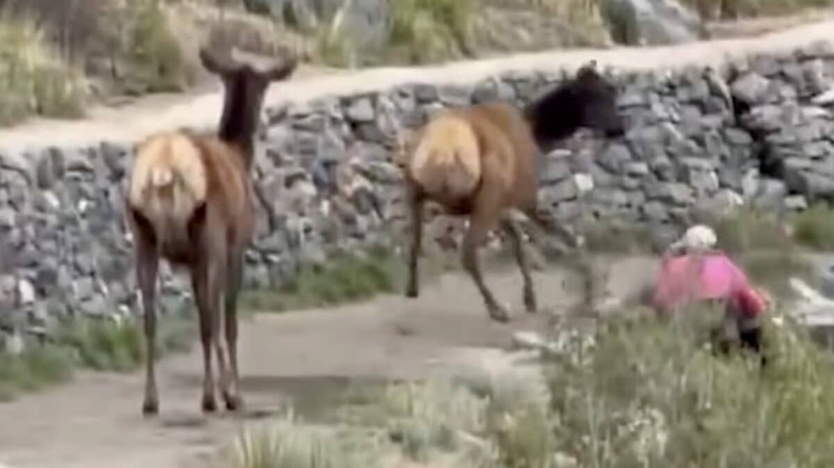 Colorado Elk Attack Demonstrates Danger Of Spring Calving Season