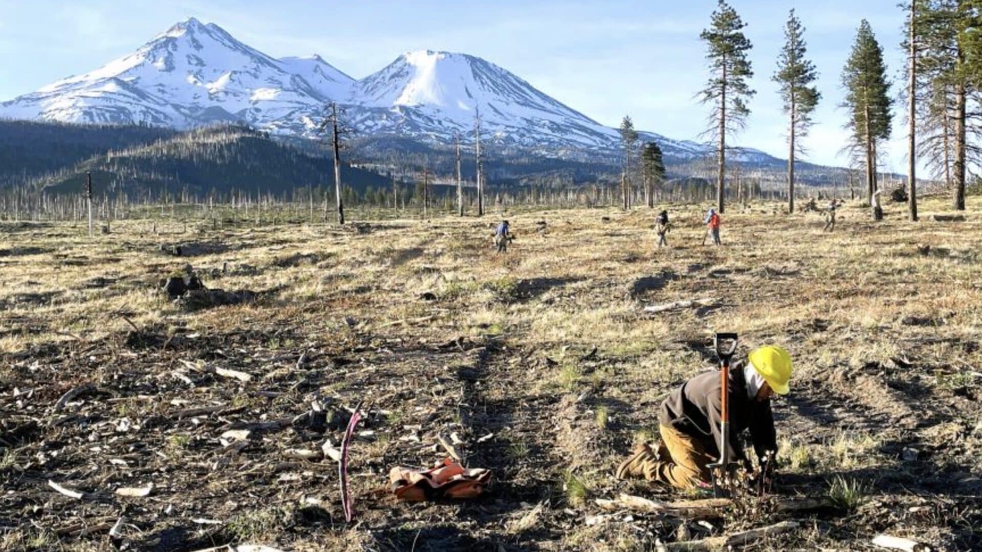 A Forest Service inspector checks the quality of planted seedlings.