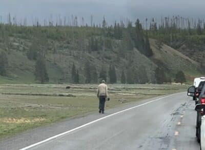 Photographer chases grizzly bear @ Yellowstone National Park