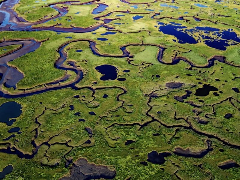 Salt marsh in coastal Maine.