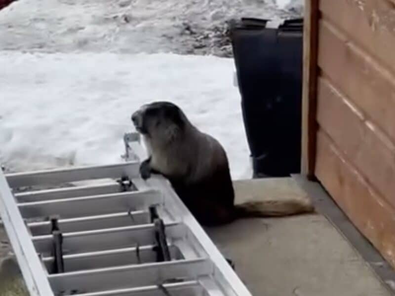 Marmot, the animal behind Whistler's name.
