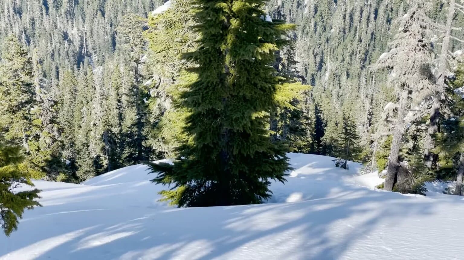 Tree Well Austin Skier Shares Harrowing Tree Well Survival Story - Unofficial Networks