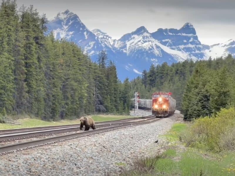 Grizzly Bear Nearly Hit By Train @ Banff National Park