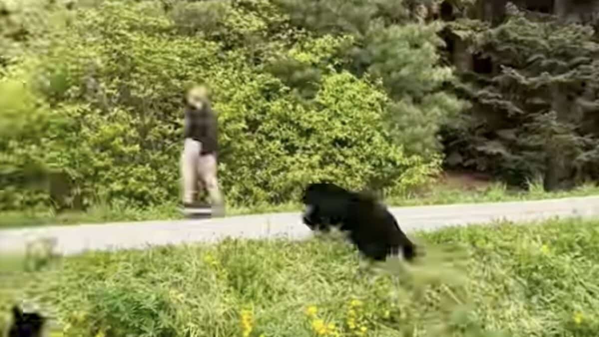 Protective Black Bear Mother Charges Onewheel Rider At North America’s Largest Ski Resort