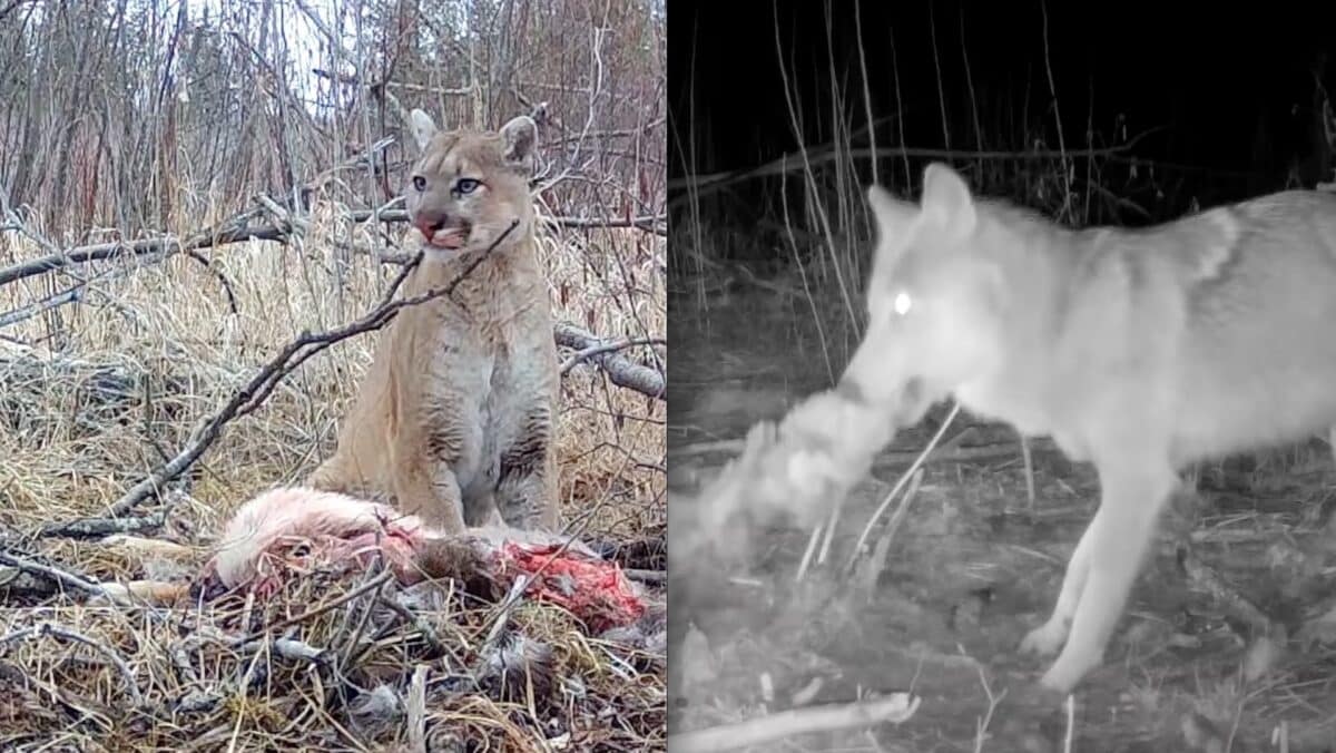 Groundbreaking Footage Shows Minnesota Wolf Scavenging Mountain Lion Prey