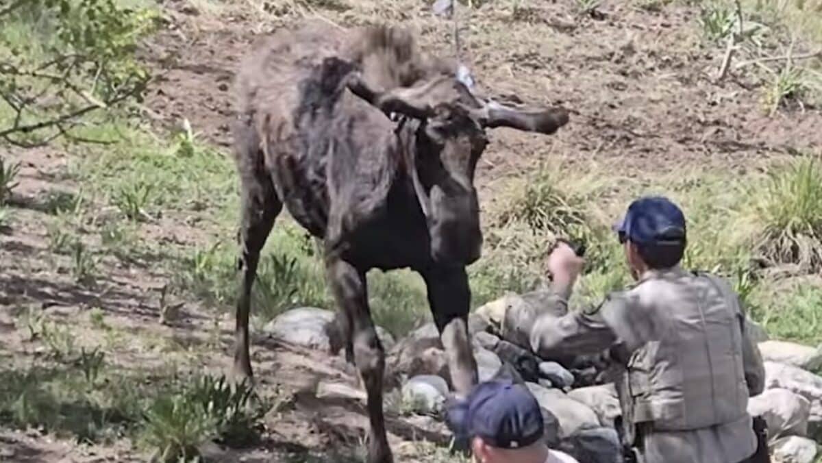 Moose Tased in Chaotic Colorado Backyard Rescue