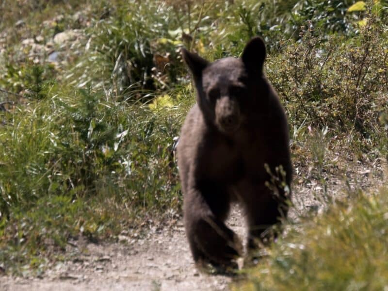 Black bear in Colorado.