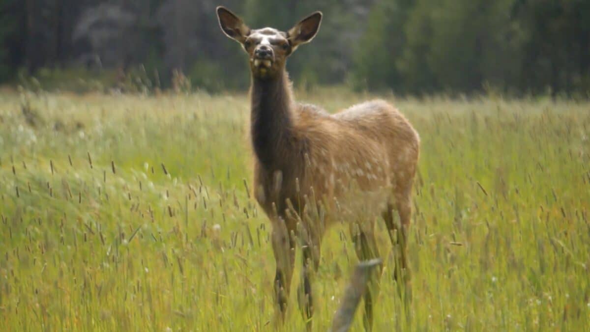 Cow elk in Colorado.
